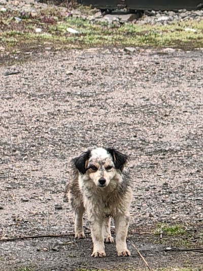 A medium-sized, shaggy-haired dog stands on a wet gravel and dirt surface in the city of Dralfa, Bulgaria. The dog is predominantly white or light cream with distinct dark grey and black patches, including black, drooping ears and dark markings around its eyes. Its fur appears damp and somewhat disheveled. The animal faces directly forward, establishing eye contact with the viewer. The immediate ground consists of wet, loose aggregate with scattered, sparse green vegetation and bare soil patches. The background is blurred, revealing an unkempt outdoor area with additional gravel, faint green growth, and indistinct dark elements along the upper edge, indicative of debris or a distant structure. No other subjects or actions are depicted.