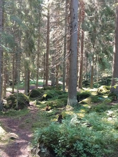 This image depicts a sun-dappled forest path winding through a dense coniferous forest with moss-covered rocks scattered throughout. The path appears to be made of dirt and is lined with green vegetation. Tall, slender trees dominate the scene, with sunlight filtering through their branches, creating areas of light and shadow on the forest floor. The environment suggests a natural, undeveloped setting, likely within a rural or wilderness area. The image does not contain any discernible people or specific identifiable landmarks that would definitively place it within Pälkäne, Finland, though the description of dense coniferous forests and mossy terrain is consistent with Finnish landscapes.