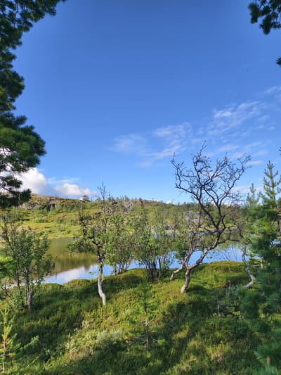 The image shows a natural landscape scene near Nyby, Norway. The foreground is dominated by green, mossy terrain with several small trees and bushes. In the midground, a calm body of water reflects the blue sky and surrounding greenery. Beyond the water, a rocky hill is covered with vegetation. The sky above is a bright blue with scattered white clouds. The overall scene depicts a peaceful, unpopulated natural environment.