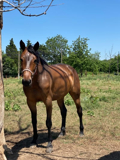 A bay horse with a white blaze on its forehead and black mane stands in a field in Slavovitsa, Bulgaria. The horse wears a light-colored halter with red details. Its lower legs and hooves are dark, contrasting with its brown coat. The animal is positioned on a patch of dry grass and dirt, partially shaded by a large tree trunk on the left, from which bare branches extend into the upper left of the frame. In the midground, a wire fence with red-capped posts traverses a mixed grassy and weedy area. Green trees and utility poles with power lines are visible behind the fence, extending to the horizon. The sky is clear and bright blue. Strong sunlight casts distinct shadows on the ground.
