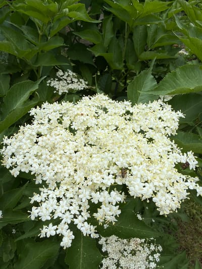 The image shows a close-up of white elderflowers against a backdrop of lush green leaves. Several small, delicate white flowers with yellow stamens cluster together to form a larger bloom. There are two insects visible on the flowers; one appears to be a fly, and the other is a small, dark-colored insect, possibly a beetle. The background is filled with the dense foliage of the elderflower plant, with some hints of dry grass or dirt at the bottom right. The scene appears to be a natural outdoor setting, likely a garden or park in Лемболовская Твердыня, Russia.
