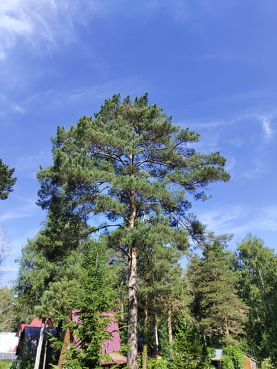 The image shows a clear blue sky with wispy clouds above a dense forest. A large pine tree dominates the center of the frame, its branches reaching towards the sky. Several smaller evergreen trees and deciduous trees are visible throughout the scene, creating a lush green canopy. In the foreground, the rooftops of several buildings, some with red corrugated metal roofs, are peeking through the trees. The overall impression is one of a natural, rural setting, possibly on the outskirts of the city of Pionerskii, Russia. There are no people or animals visible in the image.