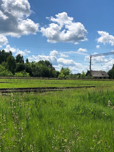 This photograph captures a rural landscape in Izdeshkovo, Russia, on a bright, sunny day. The foreground is dominated by lush green grass and tall reeds, with several sets of railway tracks running horizontally through the scene. In the middle ground, a dense line of trees forms a verdant backdrop, with a rustic, weathered building with a grey, corrugated roof nestled amongst them. Overhead, a bright blue sky is dotted with fluffy white clouds, and overhead power lines crisscross the frame. The overall impression is one of a peaceful, somewhat overgrown, natural setting with hints of human infrastructure.
