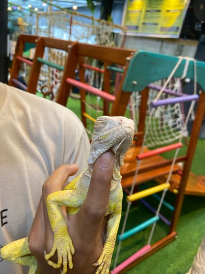 In Rengat, Indonesia, a light-skinned iguana is held in a person's hand. The iguana is mostly yellow with some greenish markings and has textured scales. The person is wearing a beige t-shirt, and the iguana's head is near their chin, with its eyes closed. The background features a wooden playground structure with brightly colored rungs of red, yellow, purple, and teal, along with netting. The ground appears to be covered in green artificial turf.