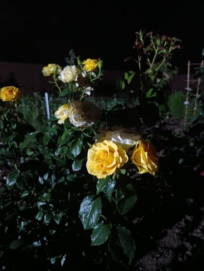 A close-up, low-light, night-time photograph captures a cluster of yellow and white roses in a garden, likely in Korsuntsi, Ukraine. The roses are the primary focus, with their petals illuminated by an unseen light source, casting shadows on the dark green leaves and the soil below. Some of the roses are in full bloom, showcasing their intricate petal structures, while others appear to be buds or partially opened. The background is dark and indistinct, suggesting the photograph was taken outdoors at night with minimal ambient light. A few vertical elements, possibly plant supports or stakes, are visible in the background. The overall impression is one of natural beauty enhanced by artificial lighting.