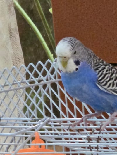 A budgerigar, with a blue body and a grey and white striped head, is perched on a white metal cage. The bird is looking to its left. The background consists of greenery, a textured brown surface, and a translucent fabric. The image appears to have been taken outdoors. No specific location in Shali, Russia can be determined from the visual information provided.