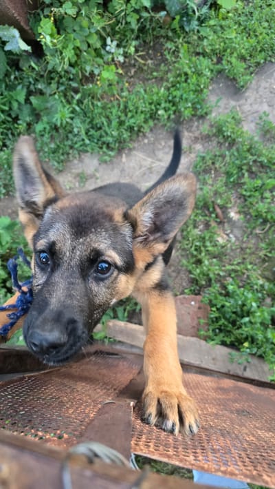 A German Shepherd puppy is looking up at the camera, with its right paw extended forward. The puppy is standing on a rusty metal surface, which appears to be some kind of outdoor platform or grate. Behind the puppy, lush green foliage and grass are visible, suggesting an outdoor environment. The puppy has large, alert ears and dark, expressive eyes. A blue rope toy is partially visible in the lower left corner of the image, held by the puppy's mouth. The scene is set in Махамбет ауылдық округі, Kazakhstan.