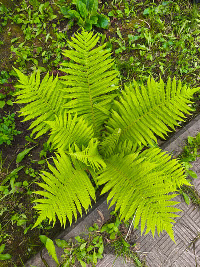 An overhead, eye-level shot captures a vibrant green fern plant growing in a patch of soil bordered by concrete paving stones. The fern's fronds, unfurling from its center, fan out in a star-like pattern, their serrated edges clearly defined against the darker background of soil and surrounding vegetation. Interspersed with the fern are various small green plants and blades of grass. The concrete paving stones, with a textured, geometric pattern, occupy the lower right and right edges of the frame. The scene is devoid of human presence or activity. The environment suggests an outdoor setting, possibly a garden or park area in Dolzhikovo, Russia.