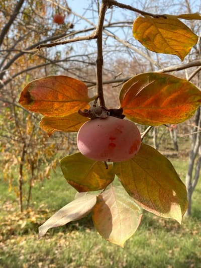 A vibrant persimmon hangs from a tree branch, surrounded by leaves in autumn hues of yellow, orange, and green. The smooth, pinkish-orange fruit contrasts with the textured, multi-colored foliage. The branch, a light tan color, extends diagonally across the frame, while a blurred background suggests an outdoor setting with more trees and foliage. Light plays across the scene, highlighting certain leaves and creating shadows.