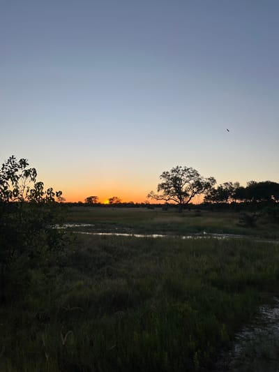 This photograph captures a twilight scene in Khwai, Botswana. The sky transitions from a pale blue to an orange-tinged horizon, indicating either sunset or sunrise. The landscape is divided between an open field with a few scattered trees and denser vegetation closer to a visible water source. A single bird flies across the upper left portion of the sky. Silhouette of a tree is visible.