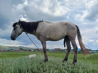 A light gray horse stands in a field of tall green grass under a cloudy sky. The horse is facing left, with its head lowered. A rope is tied to its halter and extends down towards the ground. The horse's tail is long and light brown, with strands of hair blowing in the wind.
In the background, there is a village with several houses, some with red roofs and others with green roofs. The village is situated in a valley with rolling hills. The sky is filled with white, puffy clouds against a blue background.
The image is taken from a low angle, with the horse dominating the foreground. The overall impression is one of a rural, serene landscape.
The location is identified as Nigamatovo, Russia.
