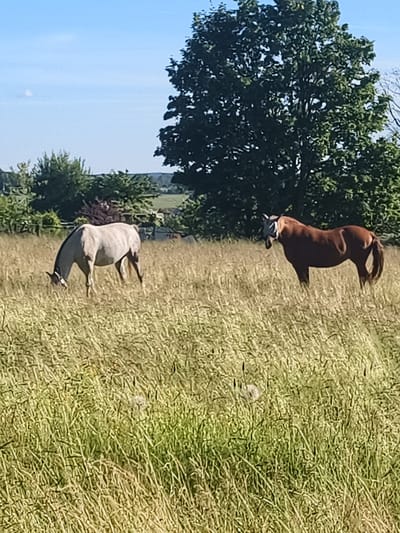This media file shows two horses in a field of tall, dry grass. The horse on the left is a light gray color and is facing away from the camera, with its head down as if grazing. The horse on the right is a reddish-brown color and is facing to the left, with its head slightly raised and turned. It appears to be wearing some sort of headgear.

The setting is a rural landscape on a sunny day, likely in the late morning or early afternoon given the bright sunlight and clear blue sky. The grass in the field is long and appears to be dry, suggesting it might be summer or early autumn. In the background, there are trees and some buildings, indicating a farm or rural residential area. The overall mood is peaceful and serene, showcasing the natural beauty of the countryside. There is no visible text in the image.