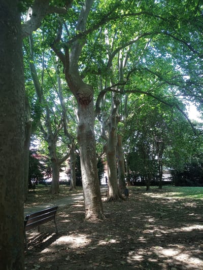 A sun-dappled park pathway winds through a stand of large, mature trees, their leaves forming a lush green canopy overhead. The ground is covered in fallen leaves and patches of grass, with dappled sunlight casting shadows. A dark wooden park bench is visible on the left, positioned near the pathway. In the background, buildings with white facades and red roofs are partially visible through the trees, hinting at an urban or suburban setting. A solitary figure, seen from the back, stands on the pathway in the middle distance, looking towards the left. The scene conveys a peaceful, natural atmosphere within a city.