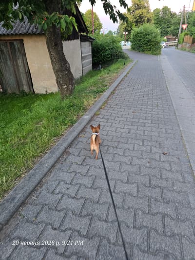 The image depicts a small, light brown dog walking on a paved sidewalk in Bannewitz, Germany. The dog is on a black leash, and is seen from behind. To the left of the sidewalk is a grassy area and part of a building with a weathered wooden door and a grey, corrugated roof. The building appears to be a shed or outbuilding. To the right of the sidewalk is a road with a car visible in the distance. The environment suggests a residential or suburban area with trees and greenery. The timestamp at the bottom of the image reads "20 червня 2026 р. 9:21 PM", which translates to "June 20, 2026, 9:21 PM".