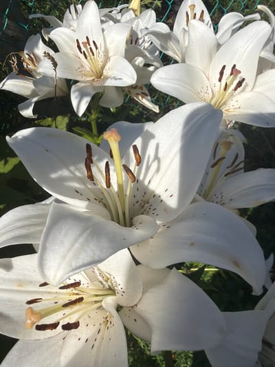 In Yalguba, Russia, a close-up, high-angle shot captures a cluster of white lilies. The flowers are predominantly white with prominent brown stamens and a yellow pistil. Some petals display small brown speckles. The lilies are set against a blurred background of green foliage and a green chain-link fence. The lighting suggests it is daytime, with sunlight casting shadows on the petals. No people are visible.