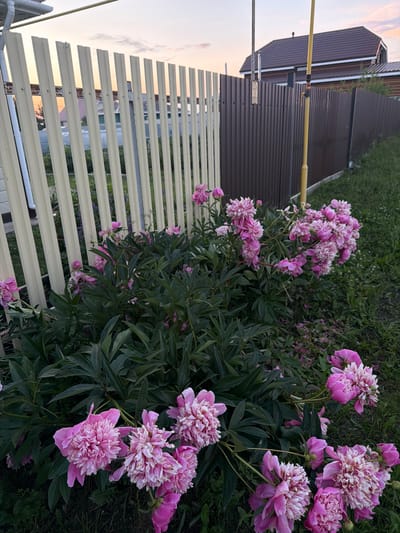 This is a medium shot, eye-level photograph taken outdoors in what appears to be a residential yard in Nizhny Suyk-Su, Russia. The foreground is dominated by a large bush of pink peonies in full bloom. The flowers have full, ruffled petals, some with white tips. The leaves of the peony bush are a deep green and somewhat glossy. Behind the peonies, a light beige metal fence with vertical slats runs across the frame. Further back, a darker brown metal fence is visible, and beyond that, a portion of a house with a dark brown roof. The sky in the background shows a sunset with soft pink and orange hues. A thin, yellow pole is positioned to the right of the brown fence. The ground surrounding the peony bush is covered in green grass and some scattered dry leaves.