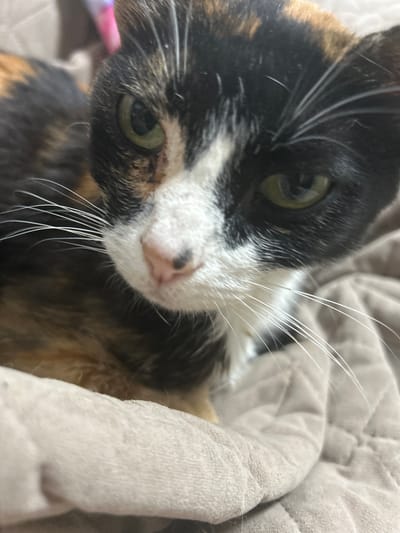 The close-up, low-angle shot shows a tortoiseshell cat nestled in a plush, grey blanket. The cat's face is the primary focus, with its gaze directed slightly off-camera. Its fur exhibits a mix of black, white, and orange patches, a characteristic of the tortoiseshell coat pattern. The cat has striking green eyes, one of which is clearly visible, while the other is partially obscured. Prominent white whiskers fan out from its muzzle, some catching the light. The cat's nose is a pale pink with a dark spot on the left side, and its mouth is closed. The background consists of a soft, textured grey blanket, suggesting a cozy indoor setting. The lighting is soft and diffused, hinting at natural light or a well-lit indoor environment, likely during the day. There is no visible text in the image. The overall impression is one of comfort and domesticity, with the cat appearing relaxed and content.