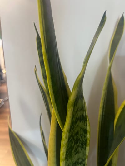 The image shows a close-up of several upright, sword-shaped leaves of a snake plant (Sansevieria trifasciata), also known as mother-in-law's tongue. The leaves are predominantly dark green with irregular horizontal stripes or mottling of lighter green and yellow along the edges. The background is a plain, lightly textured, off-white wall, with a subtle shadow cast by the plant. To the left of the plant, a portion of a floor with a polished wooden surface is visible, along with blurred reflections that suggest interior lighting or other objects. The scene appears to be indoors, in a domestic or office setting. The location is specified as Минзаг, Russia, though this detail is not visually discernible from the image itself.