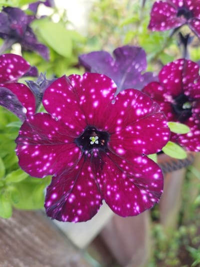 This is a close-up, eye-level, vertical, photographic portrait of a speckled, deep purple petunia flower in bloom. The flower is the central subject, with its petals spread wide, revealing a dark center with delicate white stamen. The petals are adorned with numerous small, irregular white spots, giving it a star-dusted appearance. The background is softly blurred, showing hints of green foliage and other purple petunia flowers, suggesting a garden setting. The overall lighting is natural and diffused, highlighting the texture and vibrant colors of the flower. This image was taken in the city of Friesoythe, Germany.