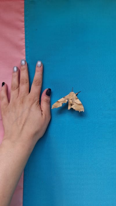 A person's hand with glittery fingernails is shown reaching towards a light brown moth on a surface with two distinct colored sections, one pink and one blue. The moth is positioned to the right of the hand, with its wings spread. The background appears to be fabric, with a stitched seam separating the pink and blue sections. The scene is devoid of any identifiable urban or natural elements within Marchevo, Bulgaria.