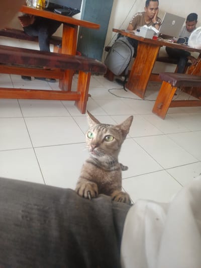 The image captures a scene indoors, possibly a cafe or food establishment, with tiled flooring. In the foreground, a tabby cat stands on its hind legs, paws resting on a dark grey surface, looking towards the viewer with its mouth slightly open. Behind the cat, a wooden bench and table are visible, with a person seated at the table in the background, working on a laptop. Another individual is seated to the right, also in front of a laptop, and a white plastic bag is on the table. The overall impression is one of a casual setting where people are engaged with their devices while a cat seeks attention. This scene is set in Namplohbaro, Indonesia.