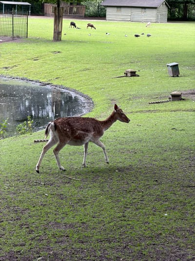 The image depicts a naturalistic enclosure, possibly at a zoo or wildlife park, with a pond on the left. In the foreground, a dappled deer is walking across a grassy area. Several other animals, including what appear to be guinea fowl and possibly sheep, are visible in the middle ground on the grass. In the background, there is a small building with a light-colored, horizontal siding and a dark roof, and a wooden fence structure. The overall impression is of a contained natural environment. The image does not provide specific visual cues to determine its location within the city of Boxtel, Netherlands.