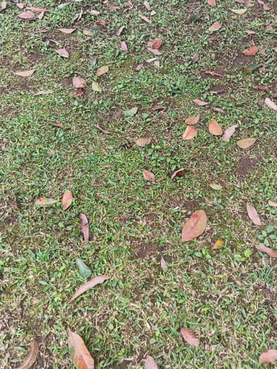 The scene depicts an outdoor ground surface in Palayan, Philippines, observed from a downward perspective. The ground is primarily covered by a patchy, low-cut lawn of green grass, with significant areas of dark brown soil visible between the grass clumps. Numerous fallen leaves are scattered randomly across the entire visible surface. These leaves vary in color, predominantly displaying shades of reddish-brown and light brown, with some exhibiting yellowish-green or faded green tones. Their shapes are generally oval to lanceolate. No individuals, animals, artificial objects, or specific actions are present or discernible within the frame. The scene is illuminated by uniform ambient daylight.