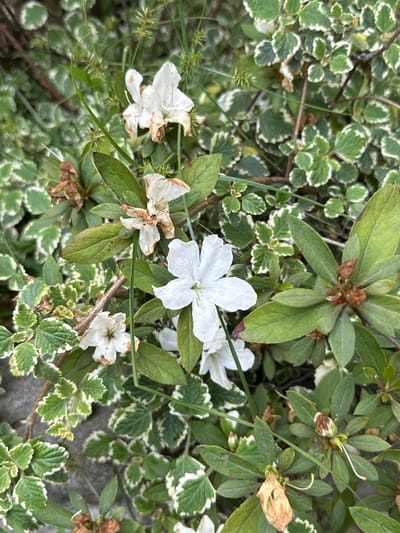 In Huejotzingo, Mexico, an overhead shot reveals a dense, naturalistic ground cover with a variety of green foliage. The dominant features are several white azalea flowers, some in full bloom and others partially withered, interspersed with the variegated green and white leaves of another plant. The leaves of the azalea are dark green and elongated, while the other plant's leaves are smaller, rounded, and possess a distinct white margin. Thin, dry, brown leaves are scattered among the green, indicating the passage of time or environmental stress. The scene is composed of natural elements, with no humans or animals present. The overall impression is of a somewhat unkempt but thriving garden bed, with elements of both new growth and decay.