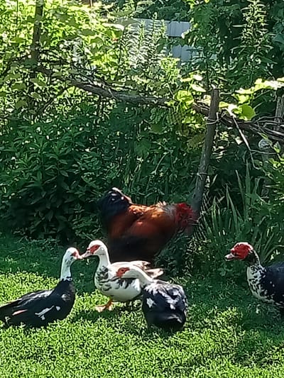 The image depicts a rural outdoor scene in Stavchyntsi, Ukraine, likely on a sunny day given the bright lighting and strong shadows. The foreground is dominated by lush green grass.

The subjects are several domestic birds. In the center and slightly to the right, a large rooster with predominantly dark brown and black plumage and some reddish-brown feathers is standing. In the foreground, three ducks are visible. Two of the ducks are facing each other, appearing to interact closely. One is primarily black and white with red facial caruncles, and the other is white with black speckling and red facial caruncles. A third duck, mostly black and white with some white markings, is positioned to the right of these two, also with red facial caruncles.

Behind the birds, dense green foliage and trees create a natural backdrop, with dappled sunlight filtering through the leaves. A rustic wooden fence or structure is partially visible to the right, made of branches and posts tied together with twine. The overall impression is a peaceful, natural setting with farm animals in their habitat. There is no visible text in the image.