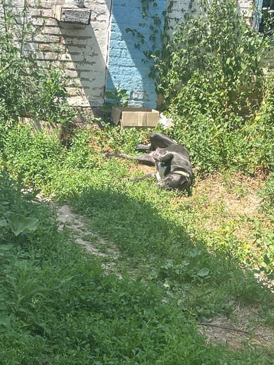 In Malyi Trostianets, Ukraine, a dark-colored dog with a light-colored collar lies on its back in a patch of dry grass and weeds. The dog appears to be resting or sleeping, with its legs extended upwards. Behind the dog, a weathered brick wall, partially painted blue, is visible. Green vegetation, including tall leafy plants and vines, grows in front of and around the wall. A light-colored cardboard box sits near the base of the wall. The scene is bathed in sunlight, casting shadows on the ground and the wall.