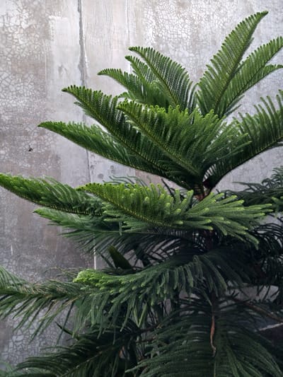 In Geudonggeudong, Indonesia, a close-up shot focuses on the lush green foliage of a pine tree, likely a Norfolk Island Pine, set against a textured, gray concrete wall. The wall exhibits a pattern of fine cracks, suggesting age or exposure to the elements. The pine branches, dense with needle-like leaves, spread diagonally across the frame, with some reaching towards the upper right and others cascading downwards. The lighting appears to be natural daylight, casting subtle shadows and highlighting the vibrant green of the needles. No people or animals are visible in the scene. The overall impression is one of natural growth juxtaposed with man-made structure.