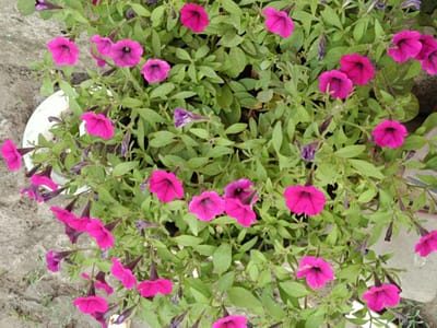 The image shows a cluster of vibrant pink petunias in full bloom, growing in a white pot. The flowers are varied in their openness, with some fully unfurled and others still partially closed. The surrounding foliage is lush and green, creating a dense backdrop for the blossoms. The pot is placed on a textured, grayish surface that appears to be concrete or stone, suggesting an outdoor urban environment. The lighting indicates it is daytime. No people or animals are visible in the frame. The location is identified as Bekhtery, Ukraine.
