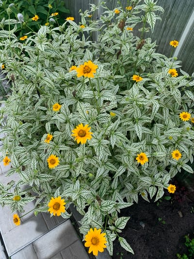 The image depicts a close-up, eye-level shot of a flowering plant with yellow blossoms and variegated leaves, featuring a pattern of white and green. The plant is situated outdoors, with a textured gray surface that appears to be paved or tiled in the foreground, suggesting an urban or garden setting. In the background, a weathered wooden fence or wall is visible. The overall scene is one of natural growth juxtaposed with man-made elements, likely in a yard or public space within the city of Dubnik, Russia. There are no people or animals present in the image. The lighting suggests it is daytime, possibly overcast, with soft shadows.