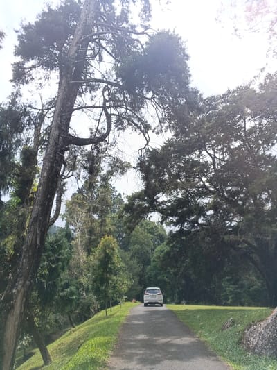 A car sits on an asphalt road, surrounded by a lush, green forest. Towering trees create a canopy overhead, their branches arching and intertwining. The scene evokes a sense of tranquility, with the road winding through the verdant landscape. The perspective is from a low angle, emphasizing the height and density of the surrounding foliage.