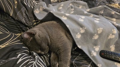 A gray cat is sleeping on a patterned bedspread. A gray blanket with white paw prints is partially covering the cat. A black remote control is visible on the blanket. The location is not discernible as being Zirndorf, Germany.