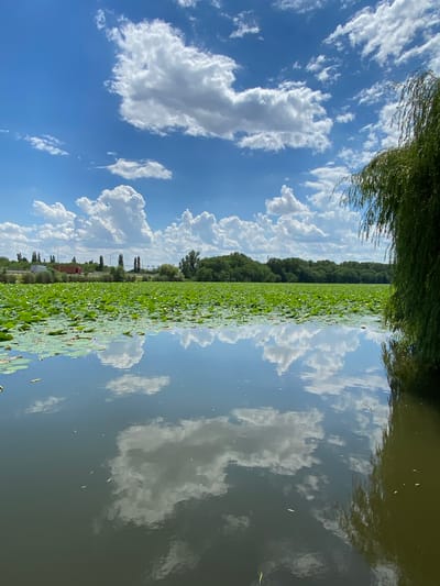 This vertical, wide-angle photograph captures a serene natural scene on a body of water. The dominant subjects are the sky, a dense line of trees along the distant shore, and a vast carpet of green lily pads floating on the water's surface. The sky is a vibrant blue, dotted with numerous fluffy, white cumulus clouds, some of which are reflected in the still water below. The water itself is a dark, greenish-brown and shows a clear reflection of the sky and the trees.
A thick band of lush green trees forms a natural barrier along the horizon, suggesting a wooded area or forest. There are some structures visible in the distance, peeking through the trees, including what appears to be a red-tiled roof and some utility poles or thin towers. A thin line of reeds or tall grasses fringes the immediate foreground on the left side of the image, adding a touch of texture. The overall impression is one of tranquility and natural beauty, with the calm water and bright sky suggesting a pleasant, clear day. The reflection in the water is a significant feature, almost mirroring the sky and the distant treeline. There is no visible text in the image. The time of day appears to be midday or early afternoon, given the brightness of the sky and the clarity of the reflections. The setting is a calm body of water surrounded by greenery, likely a lake or a slow-moving river.