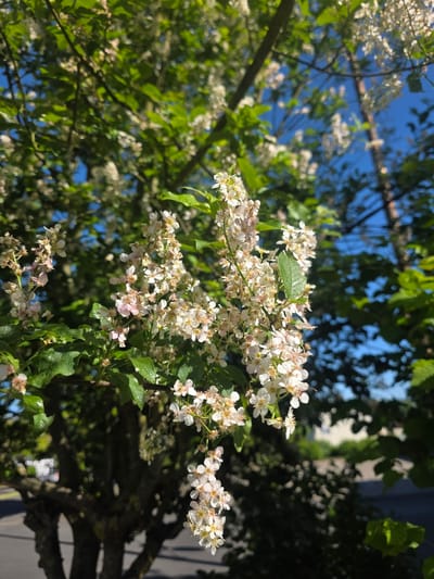 This image captures a vibrant close-up of a flowering tree or shrub under a clear blue sky in Görgeshausen, Germany. The foreground is dominated by clusters of small, delicate white flowers, many exhibiting subtle pinkish centers and prominent yellow or orange anthers. These blossoms are interspersed with fresh green leaves, some of which are brightly illuminated by direct sunlight, highlighting their texture.

The composition looks upward through the foliage, with branches extending across the frame. In the background, a crisp, deep blue sky is visible, suggesting bright, sunny weather. Beyond the immediate foliage, out-of-focus elements indicate other trees or darker greenery, and indistinct, light-colored shapes suggest the presence of a building or structure, placing the scene within or near a developed area, such as a garden, park, or roadside.

The strong sunlight creates a cheerful and warm atmosphere, emphasizing the delicate details of the blossoms. There is no visible activity or specific event taking place, and no text is discernible within the image. The photograph primarily focuses on the natural beauty of the blooming plant, evoking a sense of spring or early summer tranquility.