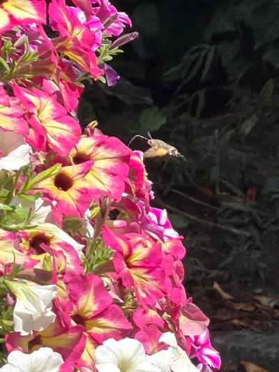 A hummingbird hawk-moth with outstretched proboscis hovers near vibrant pink and yellow petunia flowers in Ebermannstadt, Germany. The moth's wings are blurred with motion, and its body displays intricate patterns of grey, black, and orange. The petunias are in full bloom, their trumpet-shaped flowers showcasing a gradient of colors from deep magenta to pale yellow. Some white petunias are also visible, adding contrast to the scene. The background is a dark, out-of-focus foliage, suggesting a garden setting. The sunlight highlights the delicate details of the moth and flowers, creating a dynamic and vibrant composition.