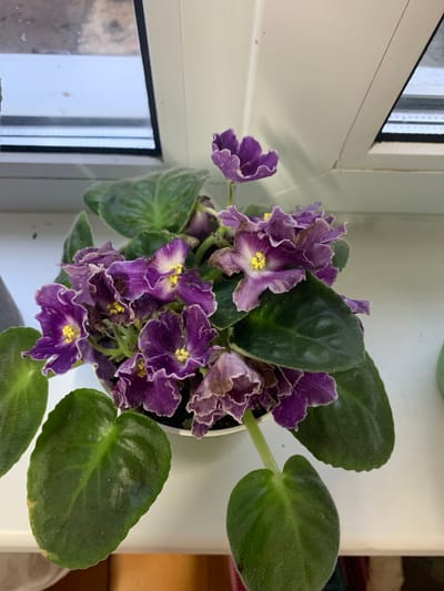 A potted African violet with deep purple and white variegated flowers and green leaves sits on a white windowsill. The plant is in the foreground, with a window frame and pane visible in the background, suggesting an indoor setting. The lighting appears to be natural, coming from the window. There are no people or animals present in the image. The image quality is clear, showing the details of the plant's texture and color. The scene appears to be in a residential setting, possibly an apartment in the city of Yamamovo, Russia.