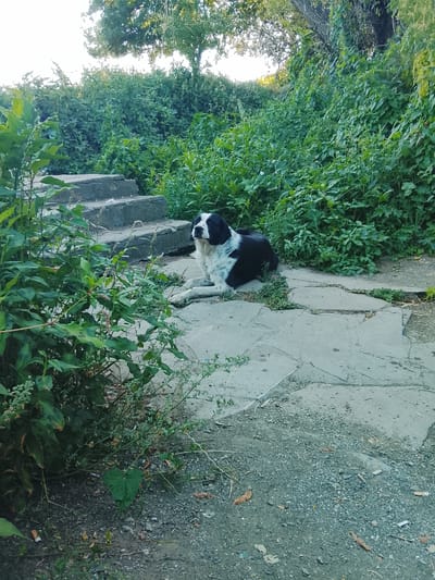 The image shows a medium-sized black and white dog lying on a concrete path in an outdoor setting. The dog is positioned in the middle right of the frame, looking upwards and to its left. The path is made of large, irregular stone slabs, with some smaller gravel and dirt areas visible. To the left of the path, there are concrete steps leading upwards, partially overgrown with lush green foliage. Behind the dog and the steps, dense green bushes and trees form a thick wall of vegetation, with sunlight filtering through the leaves, suggesting it is daytime. The overall scene appears somewhat unkempt, with fallen leaves and small debris scattered on the ground. The dog appears calm and relaxed. The location context is Kableshkovo, Bulgaria. There is no visible text in the image.