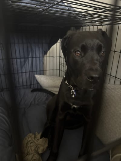 The image shows a black dog inside a wire crate. The dog is lying down with its head propped up, looking directly at the camera. Its eyes are brown and wide, giving it an alert expression. The dog is wearing a silver chain collar with a blue tag. The crate appears to be set up in a room, with bedding or blankets visible inside. The overall lighting suggests it might be nighttime or indoors with artificial light. The scene is still, with the dog the sole focus of the image.