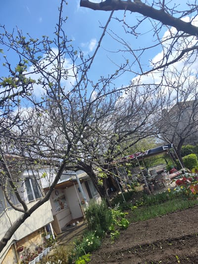 The image depicts a residential garden in what is asserted to be Sadievo, Bulgaria. The scene is taken at a slight angle and features a building on the left side of the frame. Along the base of the building, there are multiple potted plants. In front of the building, a garden area is visible with a mix of cultivated rows of plants in the foreground and various flowers and greenery interspersed. A tree with budding leaves dominates the left side of the image, while another tree with fewer leaves is visible on the right. In the background, an outdoor dining area is covered with a canopy, and another building can be seen partially obscured. The sky above is blue with scattered clouds. No people are visible in the scene.