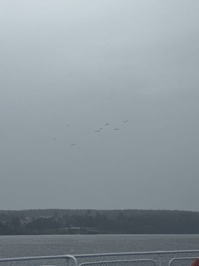 The image captures a hazy, overcast sky above a calm body of water. A dark, densely wooded shoreline is visible in the distance, with a few scattered buildings peeking through the trees. Several birds are in flight against the muted sky, forming small, dispersed flocks. In the foreground, a metal railing with a chain-link fence runs horizontally across the bottom of the frame, suggesting the perspective is from a boat or a waterfront structure. The overall atmosphere is subdued and slightly melancholic due to the weather conditions. The specific location in Belous, Russia, is not explicitly identifiable within the visual information provided.
