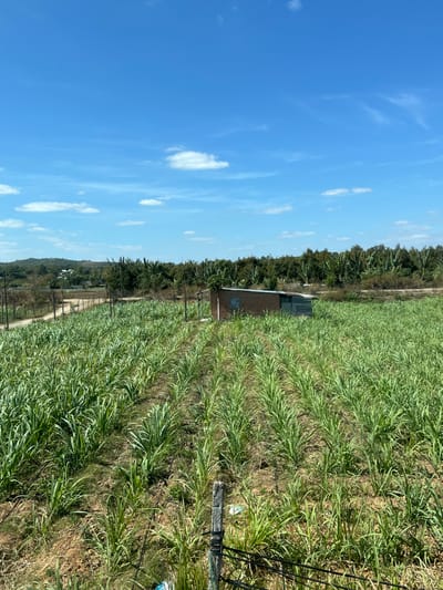 Rows of green crops fill the foreground, stretching towards a small brick building with a silver roof at the center. A line of trees borders the crops in the background. Above, a clear blue sky is dotted with scattered white clouds. A wooden fence with metal wire runs along the right side of the field. The landscape depicts a rural or agricultural setting.