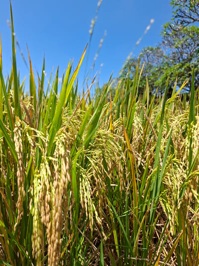The image depicts a close-up view of a rice paddy field in Lodtunduh, Indonesia. The rice plants are predominantly green, with some leaves showing signs of maturation with a yellowish tinge. The rice grains are visible on the stalks, indicating a stage of development. Above the rice paddy, the sky is a clear blue, with some tree branches and foliage visible at the upper left. The image is taken from a low angle, looking upwards into the rice paddy and sky.