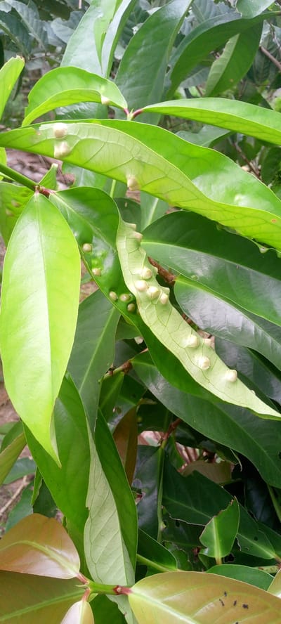 The image shows a close-up of several green leaves on a plant. One leaf, in the center of the frame, is particularly detailed, showing numerous small, pale, raised bumps on its surface, arranged in a somewhat linear fashion along the leaf's veins. Other leaves are in various shades of green, with some appearing younger and lighter in color. The background is composed of more foliage, also in green tones, suggesting an outdoor, natural setting. The lighting appears to be natural daylight, casting soft shadows. There are no people or specific city landmarks visible, making it impossible to ascertain a specific location within Uleemeuria, Indonesia based solely on this image. The focus is on the plant's leaves and the peculiar growths on one of them.