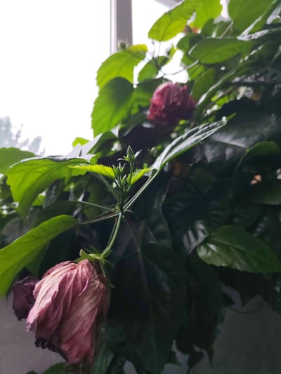 The image shows a close-up of a flowering plant, likely a hibiscus, with lush green leaves and several blooms. One bloom in the foreground is wilted and a faded pinkish-purple color, while another in the background is a deep red. There are also several small green buds on a stem. The plant is positioned near a window, with bright, overcast light filtering through. The background is out of focus, but appears to be an indoor setting with a wall and possibly a hint of trees or foliage outside the window. The overall impression is one of natural beauty and the life cycle of a plant. There is no indication of the location being Borodino, Russia.