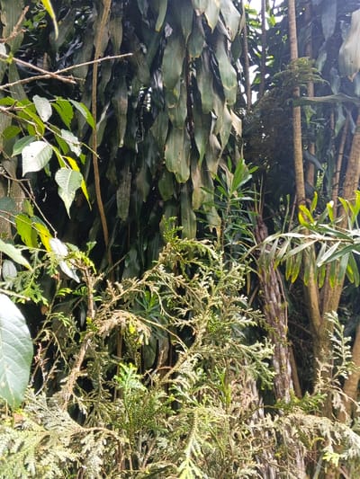 The image depicts a dense, natural green environment located in Soibada, East Timor. The scene is dominated by various types of foliage and tree trunks. In the background, a mass of large, elongated, dark green leaves with visible veins hangs vertically, forming a dense curtain. To the right of this, several slender tree trunks with light brown bark are partially visible. In the foreground and midground, there is an abundance of lighter green, finely textured, shrub-like plant growth with intricate branching patterns. The lighting suggests natural daylight, illuminating the foreground foliage more brightly. No people, animals, or man-made objects are present.