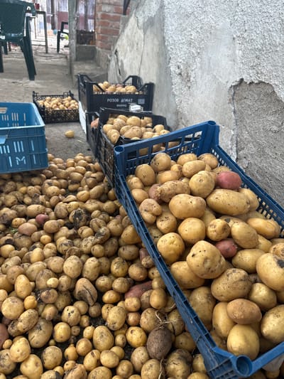 In Mlekarevo, Bulgaria, a collection of freshly harvested potatoes is displayed outside. The potatoes are piled on the ground and in blue and black plastic crates. The scene appears to be in an outdoor area with a rough concrete wall on the right and a walkway leading to a building in the background. The lighting suggests it is daytime, possibly overcast. There are no people or animals visible in the image. The focus is entirely on the large quantity of potatoes, indicating a potential market or storage area.
