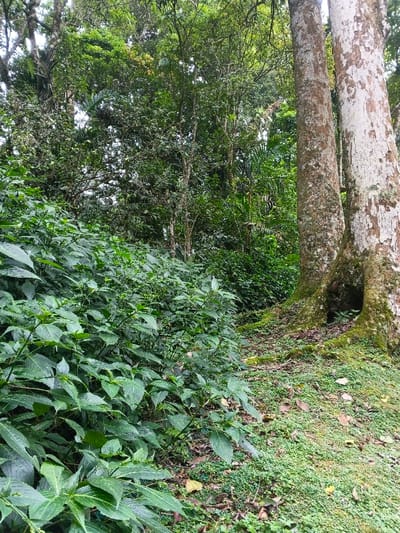 This image captures a dense forest environment located in Tây Ninh, Vietnam, under diffuse lighting conditions. The foreground on the left is dominated by a thick growth of green herbaceous plants featuring broad leaves. To the right, the ground is covered with smaller green plants, moss, and scattered fallen leaves. Two prominent tree trunks stand on the right side of the frame; the trunk on the far right displays light-colored, partially exfoliating bark with a dark, hollowed cavity at its base, while the adjacent trunk to its left has darker, rougher bark. Both trunks show visible root flares at ground level. The background consists of a dense, multi-layered canopy of various green trees and foliage, indicative of a tropical jungle. No human figures, animals, or artificial objects are visible.